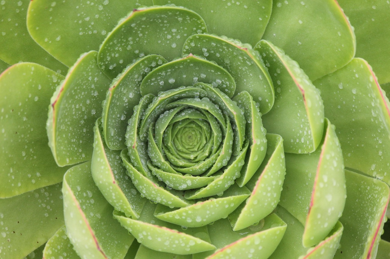 植物发膜效果如何？我用了三个月，说说真实感受